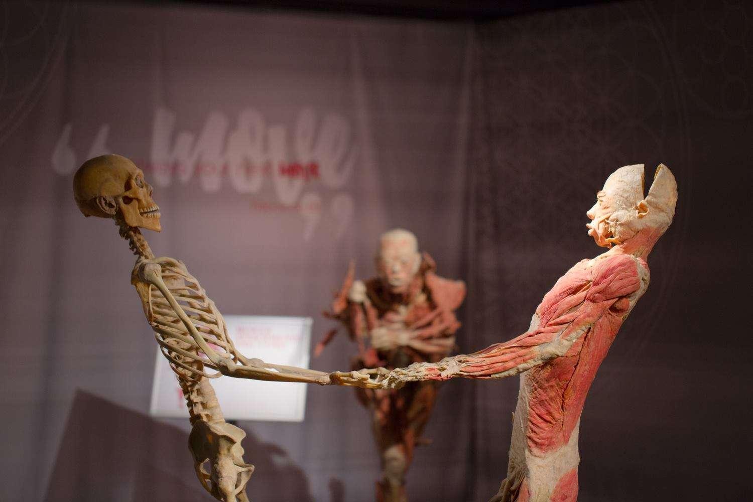 Two anatomical human figures holding hands, one showing only the skeleton and the other showing muscles and skin layers, with a blurred anatomical figure in the background.